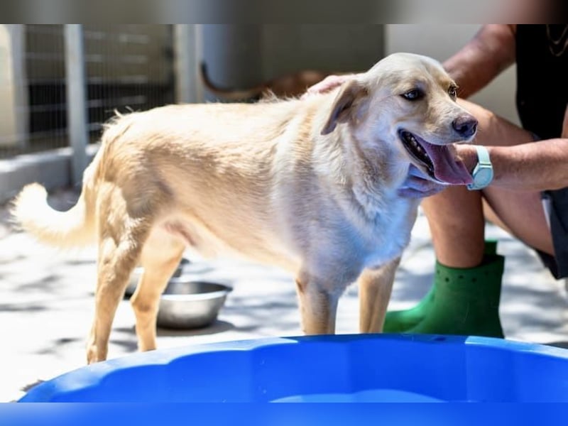 Retriever Mischling EDDY sucht eine Familie!
