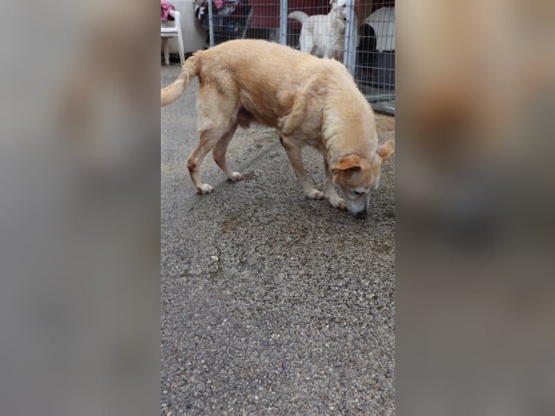 Labrador Retriever Mischling SIMON sucht eine Familie!