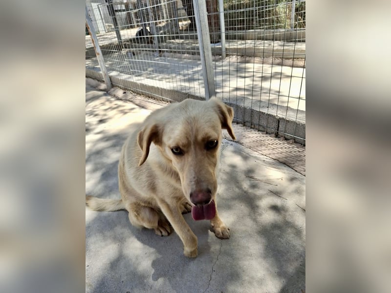 Retriever Mischling EDDY sucht eine Familie!