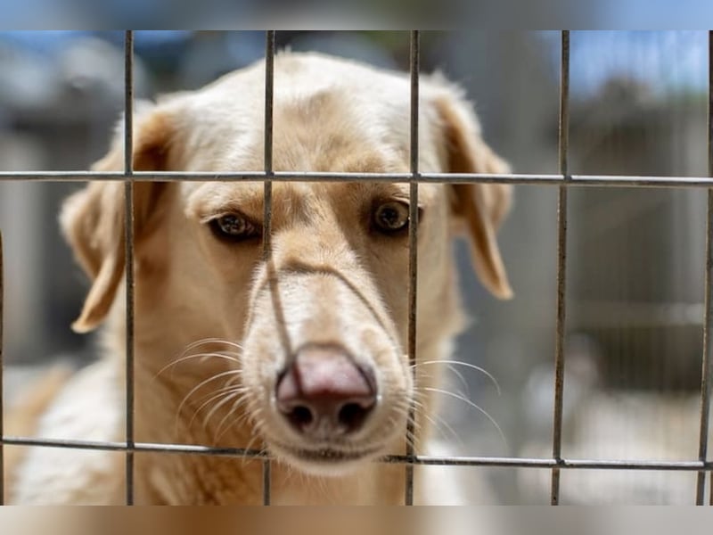 Retriever Mischling EDDY sucht eine Familie!