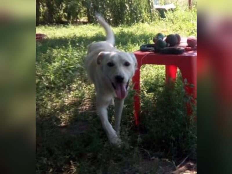 Jack – 3jähriger Sunny Boy auf 4 Pfoten, Labbi Mix