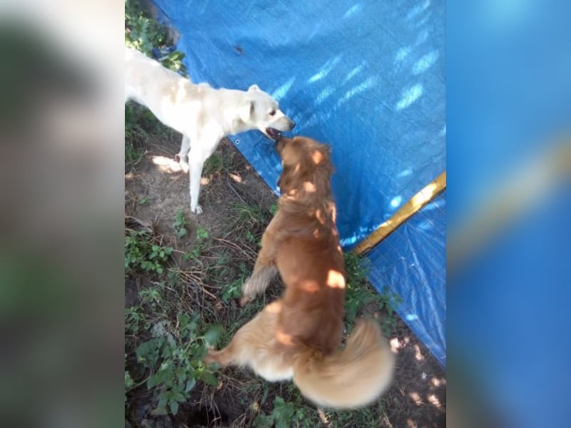 Jack – 3jähriger Sunny Boy auf 4 Pfoten, Labbi Mix
