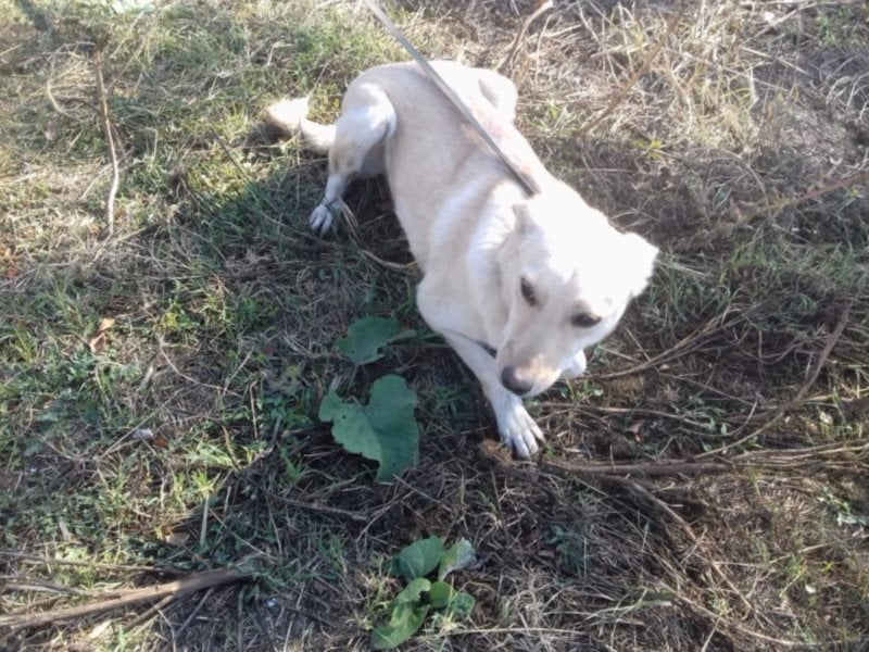 Jack – 3jähriger Sunny Boy auf 4 Pfoten, Labbi Mix