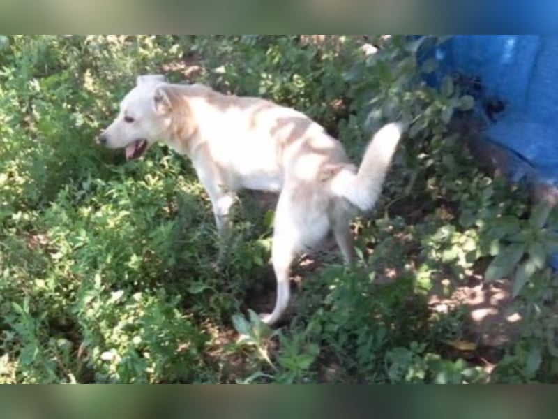 Jack – 3jähriger Sunny Boy auf 4 Pfoten, Labbi Mix