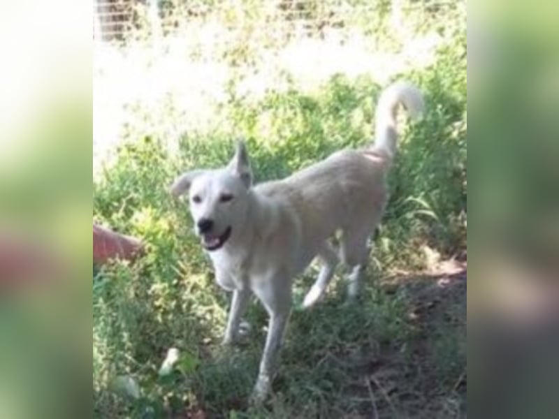 Jack – 3jähriger Sunny Boy auf 4 Pfoten, Labbi Mix