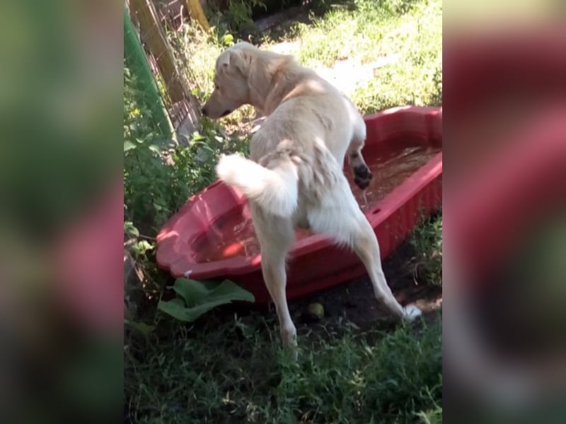 Jack – 3jähriger Sunny Boy auf 4 Pfoten, Labbi Mix