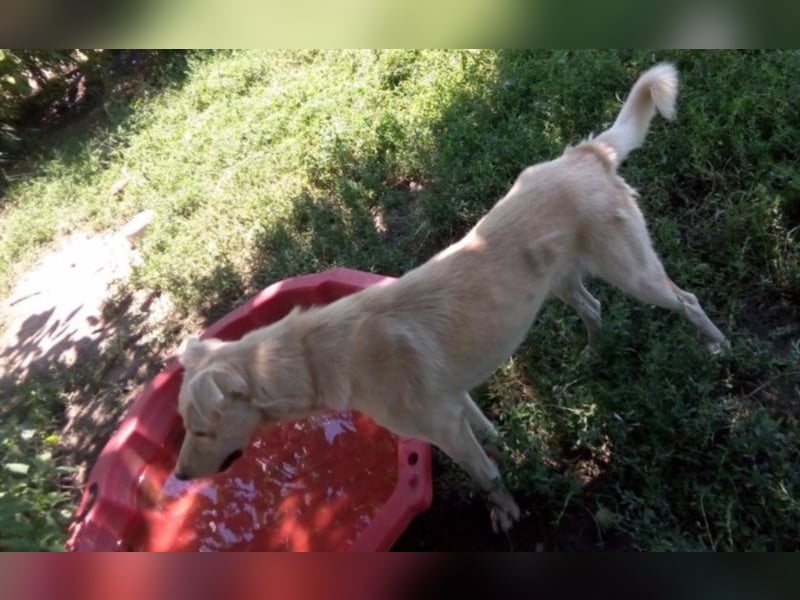 Jack – 3jähriger Sunny Boy auf 4 Pfoten, Labbi Mix