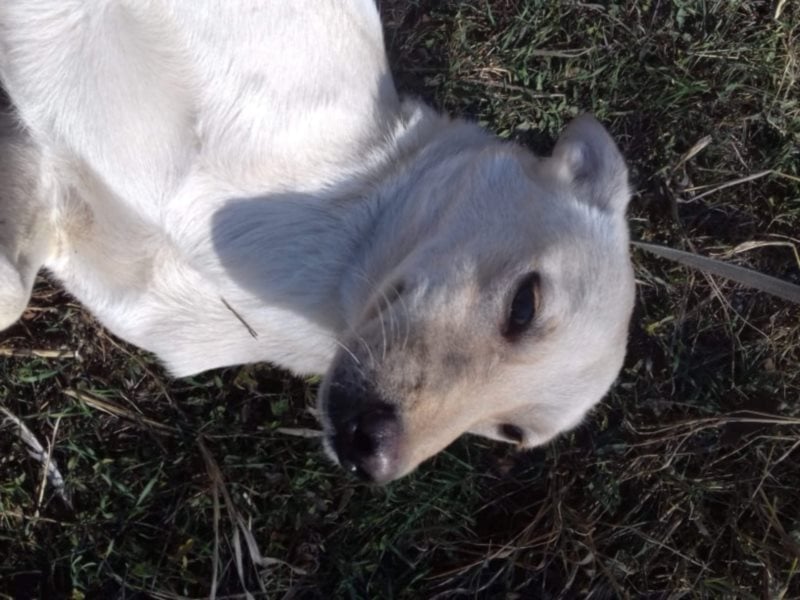 Jack – 3jähriger Sunny Boy auf 4 Pfoten, Labbi Mix