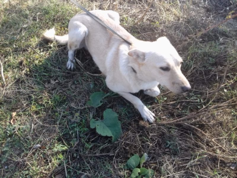 Jack – 3jähriger Sunny Boy auf 4 Pfoten, Labbi Mix