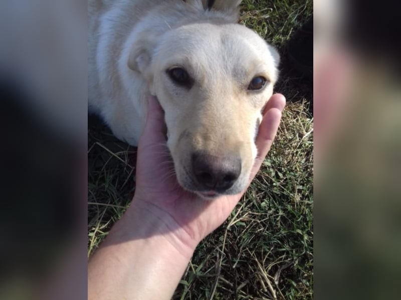 Jack – 3jähriger Sunny Boy auf 4 Pfoten, Labbi Mix