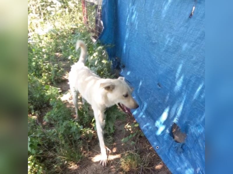 Jack – 3jähriger Sunny Boy auf 4 Pfoten, Labbi Mix