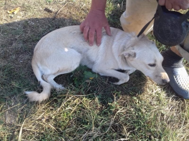 Jack – 3jähriger Sunny Boy auf 4 Pfoten, Labbi Mix