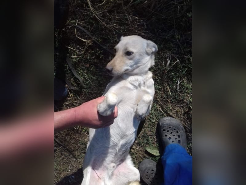 Jack – 3jähriger Sunny Boy auf 4 Pfoten, Labbi Mix
