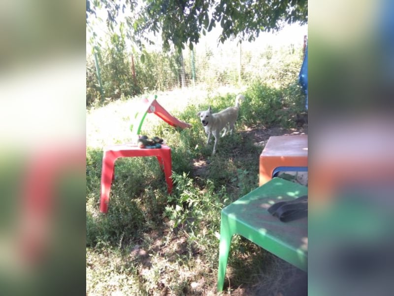 Jack – 3jähriger Sunny Boy auf 4 Pfoten, Labbi Mix