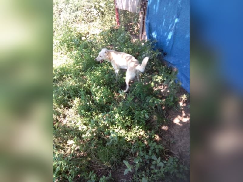 Jack – 3jähriger Sunny Boy auf 4 Pfoten, Labbi Mix
