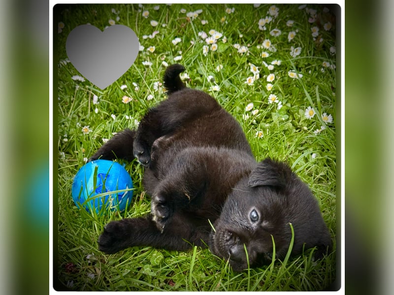 Süße Labradorwelpen- Rüden
