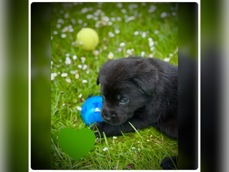 Süße Labradorwelpen- Rüden