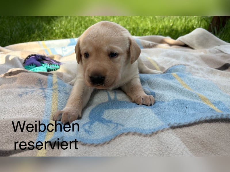 Labrador Welpen Rüden