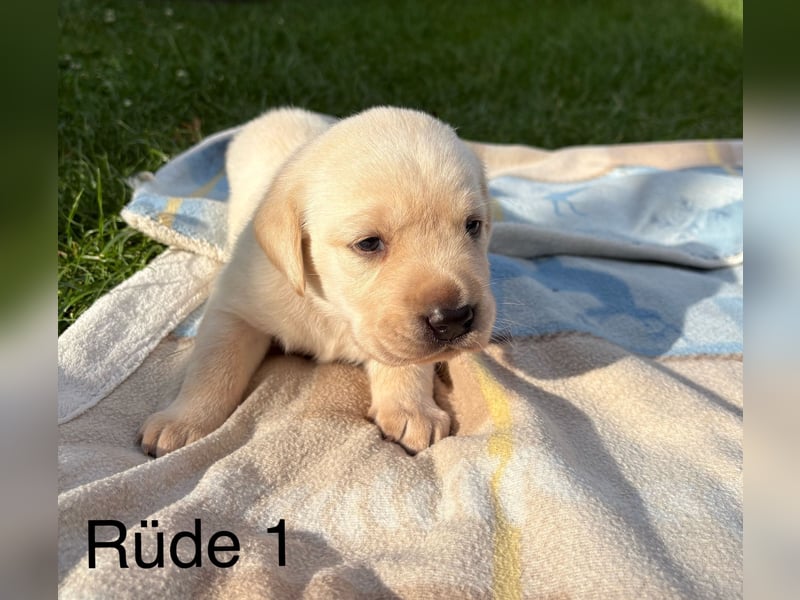 Labrador Welpen Rüden