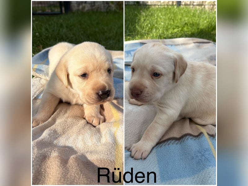 Labrador Welpen Rüden