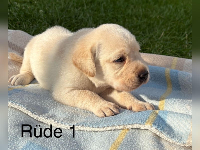 Labrador Welpen Rüden