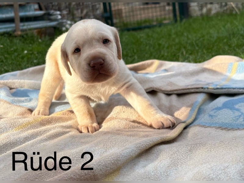 Labrador Welpen Rüden