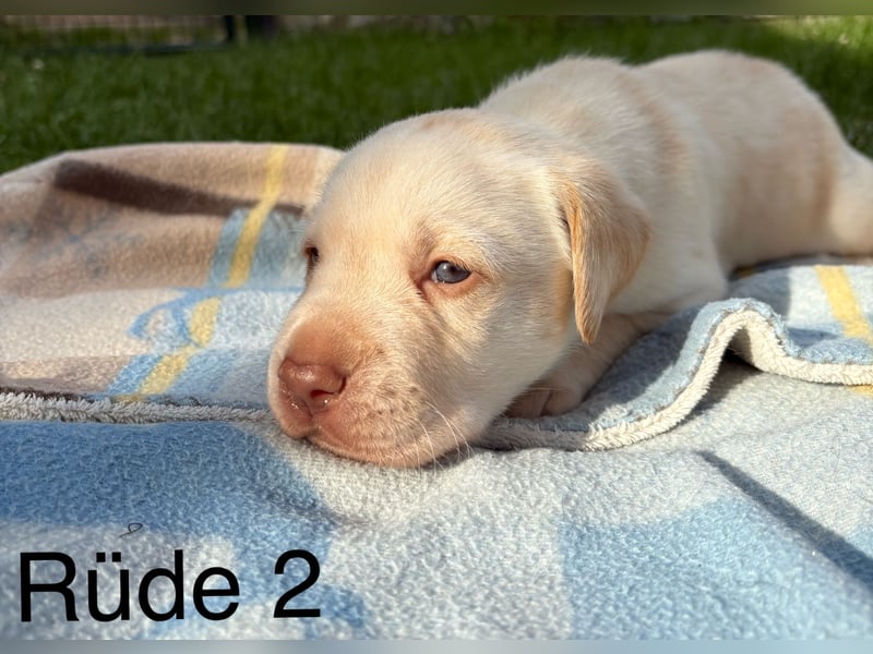 Labrador Welpen Rüden