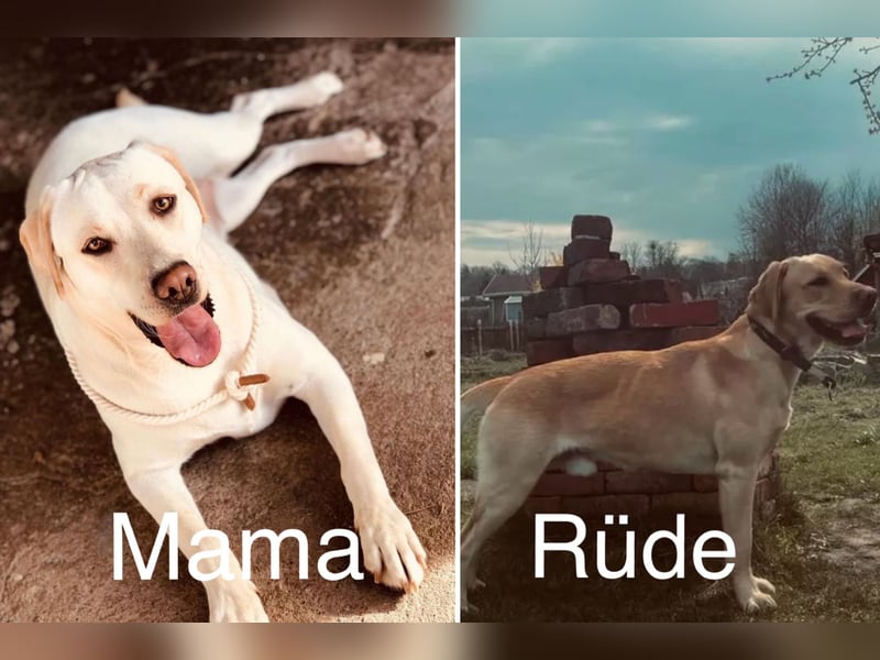 Labrador Rüde