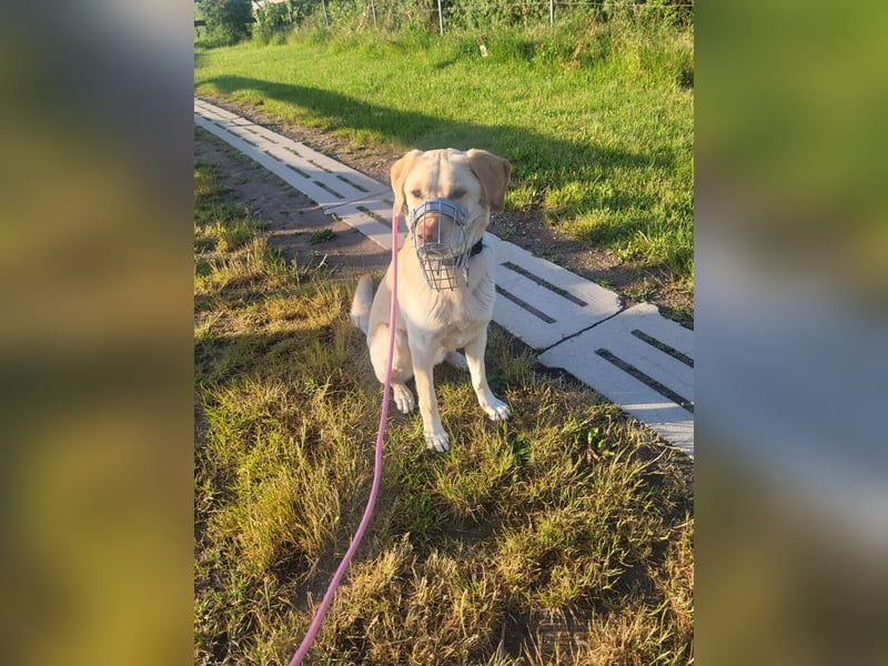 Labrador Golden Retriever Mix 