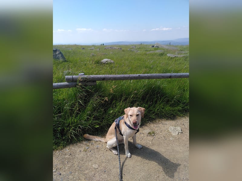 Labrador Golden Retriever Mix 