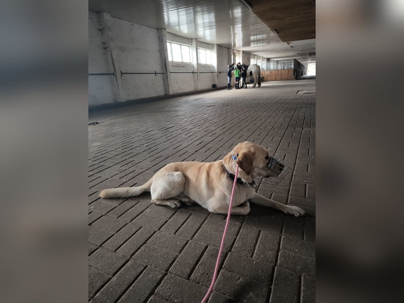 Labrador Golden Retriever Mix 