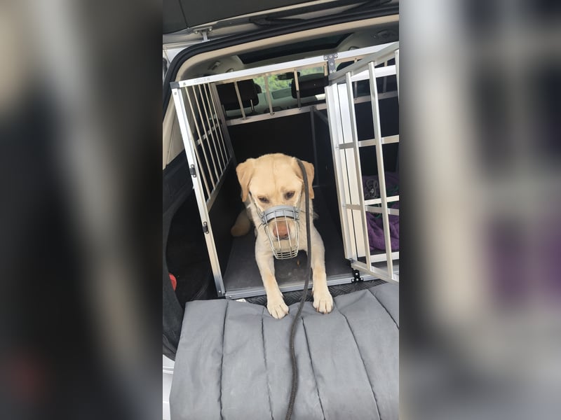 Labrador Golden Retriever Mix 