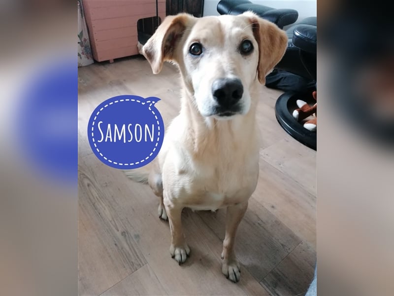 Samson - blind - sucht ein neues Zuhause