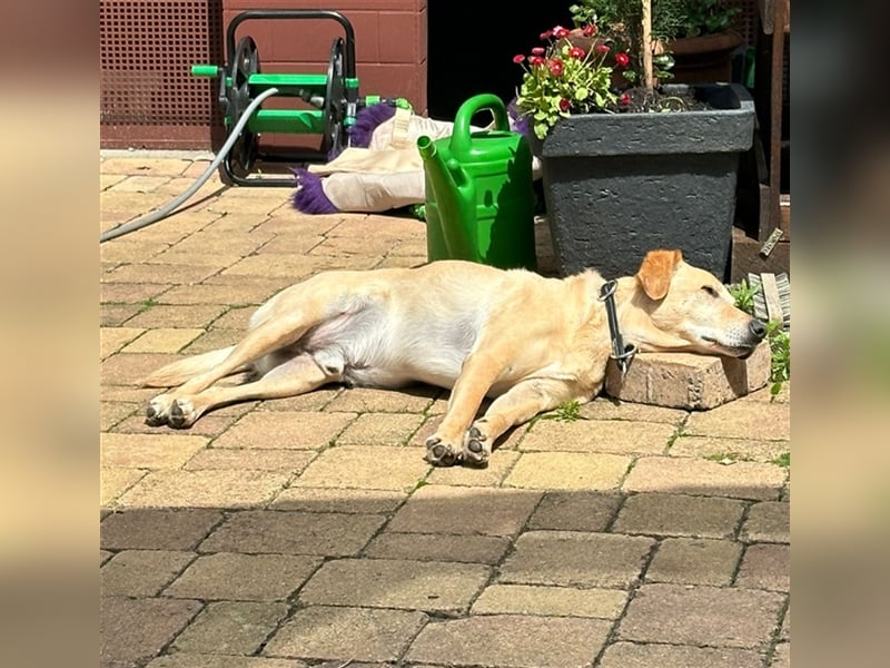 Samson - blind - sucht ein neues Zuhause
