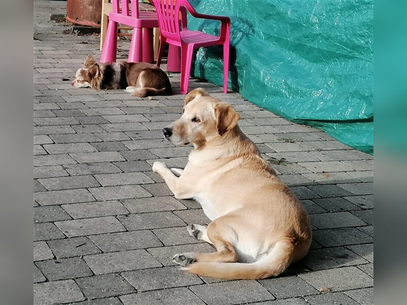 Samson - blind - sucht ein neues Zuhause