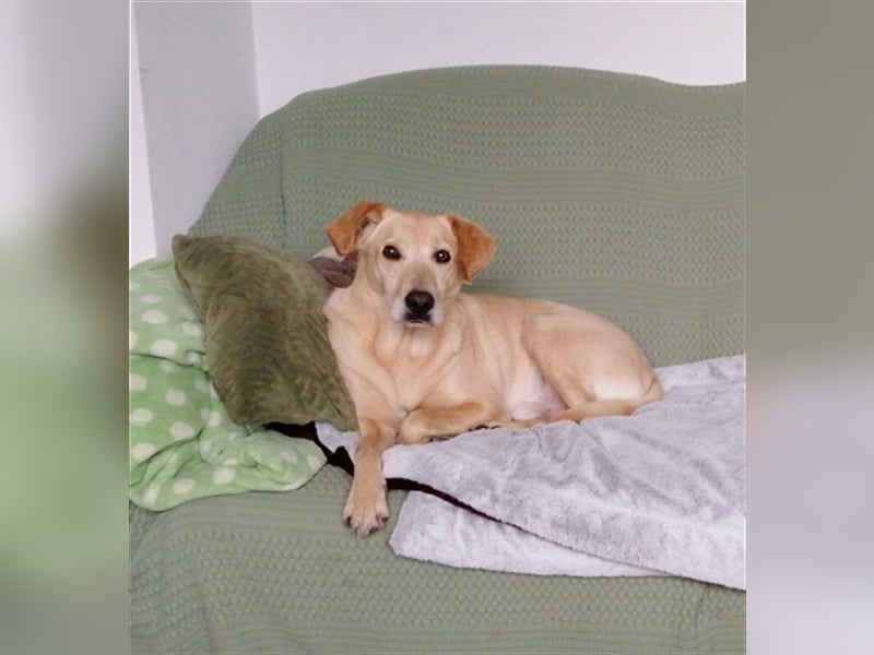 Samson - blind - sucht ein neues Zuhause
