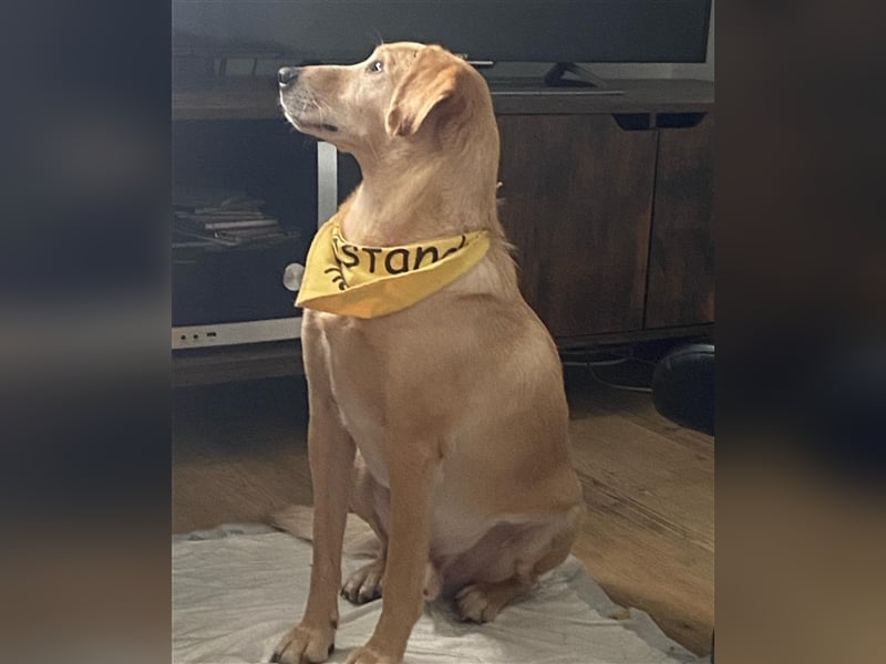 Samson - blind - sucht ein neues Zuhause
