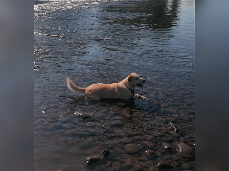 Samson - blind - sucht ein neues Zuhause