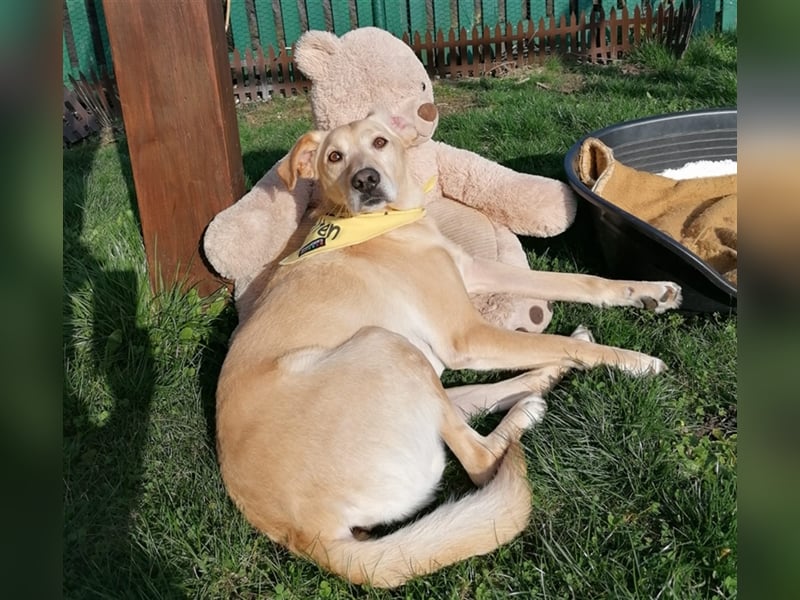 Samson - blind - sucht ein neues Zuhause