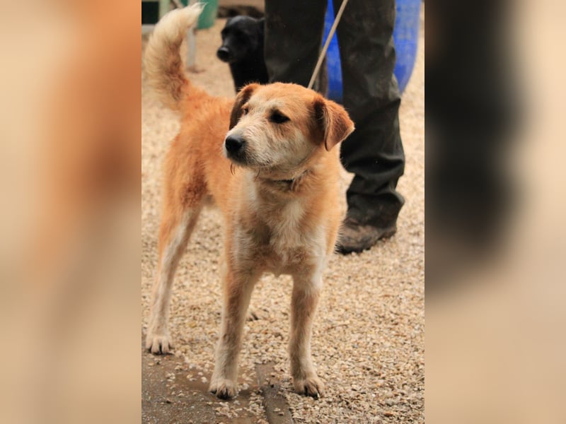 Bocskor VA – Verspielter Schatz sucht Zuhause