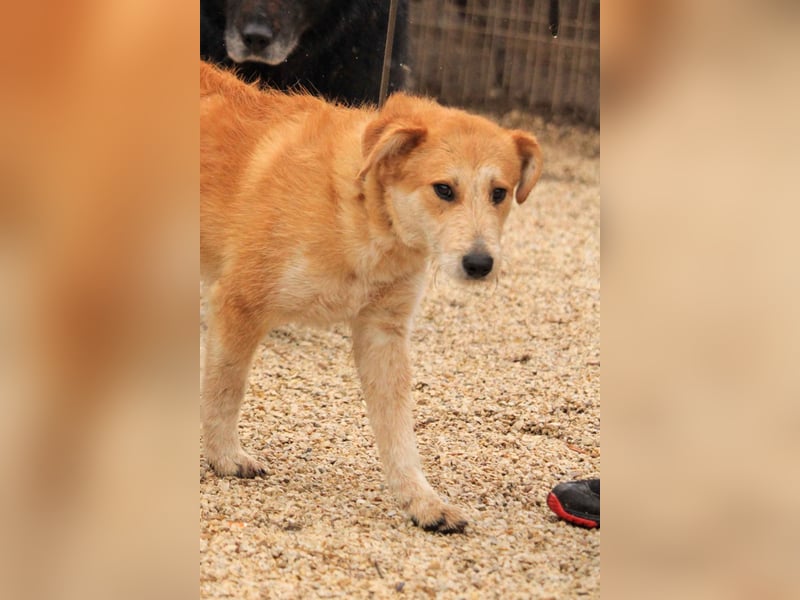 Bocskor VA – Verspielter Schatz sucht Zuhause