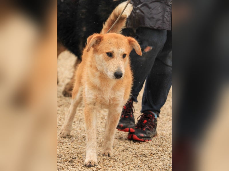 Bocskor VA – Verspielter Schatz sucht Zuhause
