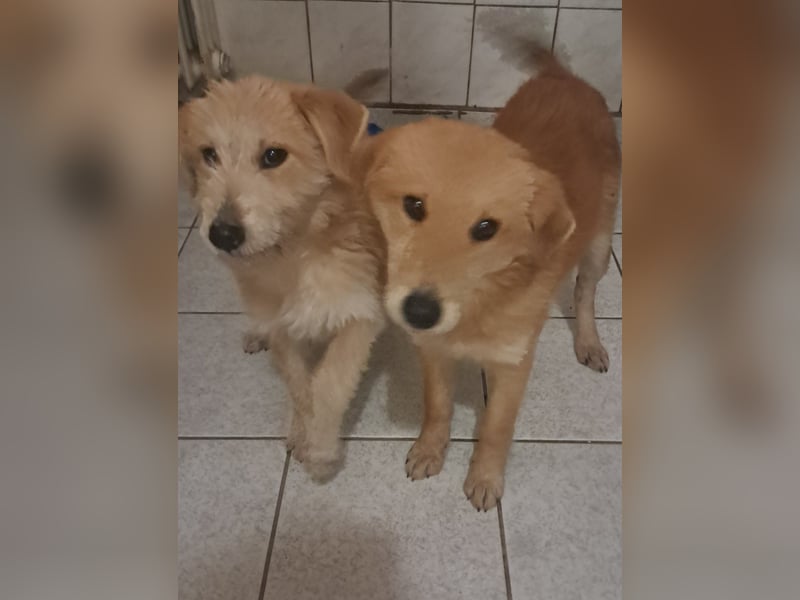 Bocskor VA – Verspielter Schatz sucht Zuhause