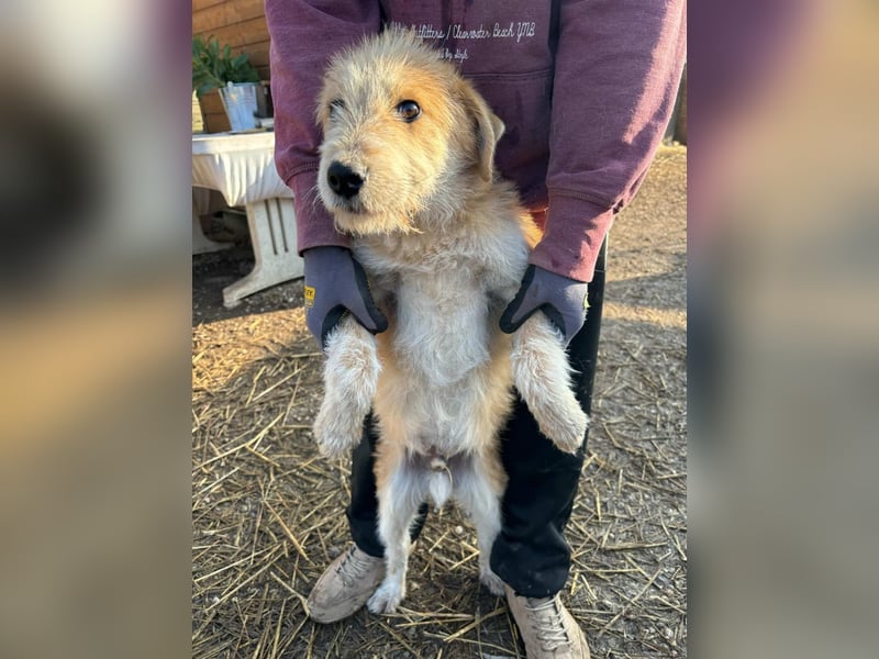 Bocskor VA – Verspielter Schatz sucht Zuhause