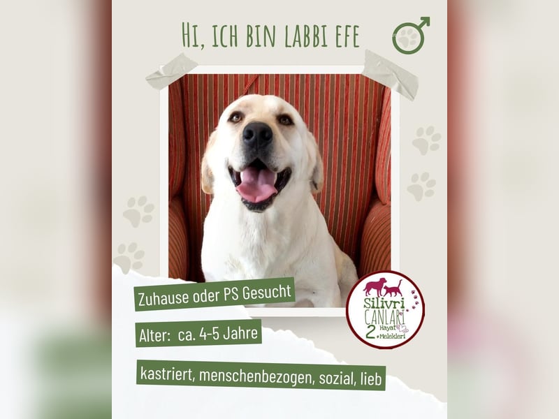 Efe sucht ab November ein zu Hause oder eine Pflegestelle