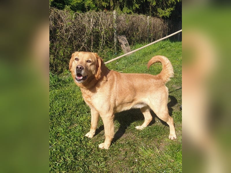 Freddie - Attraktiver Hundemann mit Charakter