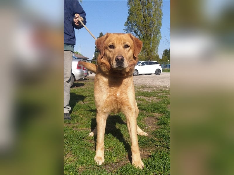 Freddie - Attraktiver Hundemann mit Charakter