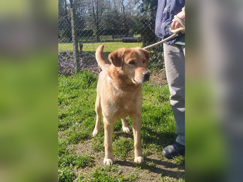 Freddie - Attraktiver Hundemann mit Charakter