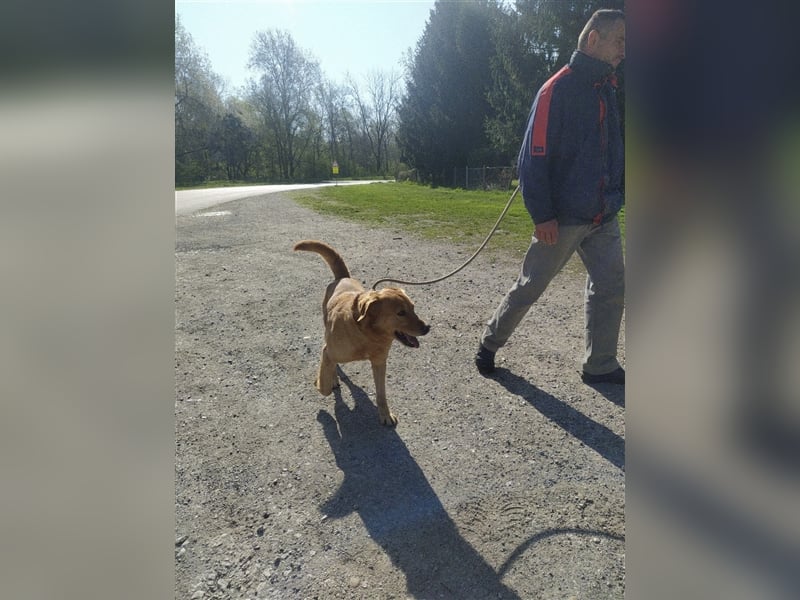 Freddie - Attraktiver Hundemann mit Charakter