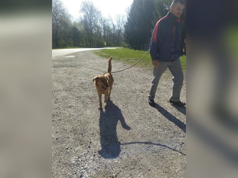 Freddie - Attraktiver Hundemann mit Charakter